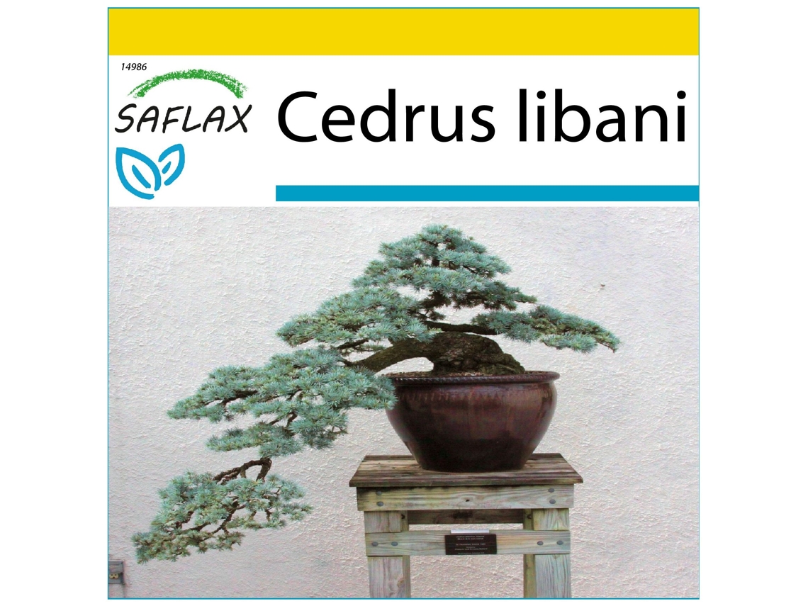SAFLAX Conjunto de cultivo Cedro del Líbano 20 semillas Con mini invernadero, sustrato de cultivo y 2 macetas Cedrus libani