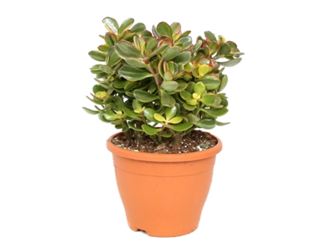 Cactus y suculentas - PLANT IN A BOX - Crassula ovata Sunset - Set de 1 - Maceta 23cm - Altura 45-50cm