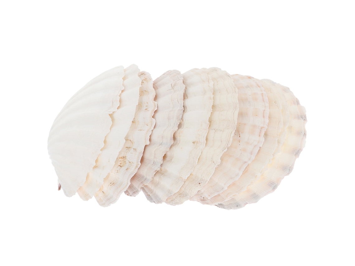 10 Adornos Hechos Con Conchas Naturales