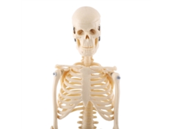 Modelo Anatómico Del Esqueleto Humano Con Base, Herramienta Didáctica Médica, 45 Cm.