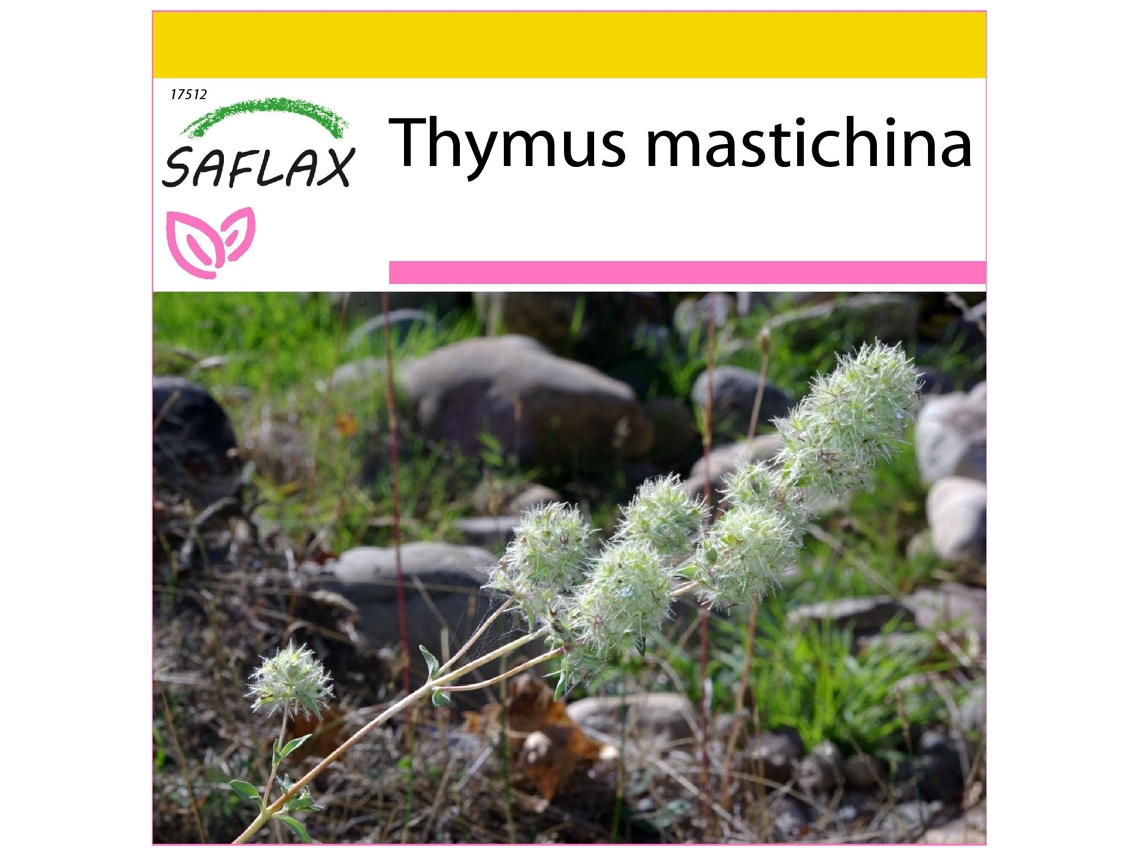 SAFLAX Conjunto de cultivo Tomillo blanco 250 semillas Con mini invernadero, sustrato de cultivo y 2 macetas Thymus mastichina