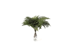 Helecho de Cuero | Flor Natural | Ramo de 20 tallos | Verde | 60cm de alto