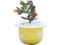Macetas Miniatura Para Suculentas - Modernas - Cactus - Decoración De Interiores - Amarillas - Cerámica