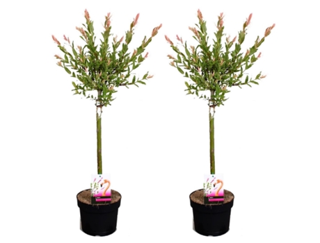 Arbustos - PLANT IN A BOX - Salixintegra ´Flamingo' - Set de 2 - Maceta 17cm - Altura 60-80cm
