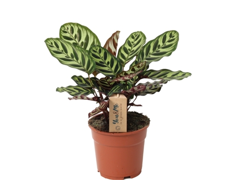 Plantas verdes - PLANT IN A BOX - Calathea makoyana - Set de 1 - Maceta 17cm - Altura 40-50cm