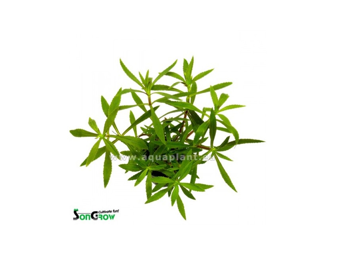 Limnophila Hippuridoides/aromatica