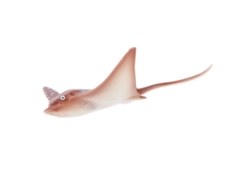 Juguete Educativo Decorativo Con Modelo De Animal Marino Para Niños Pl127-1525