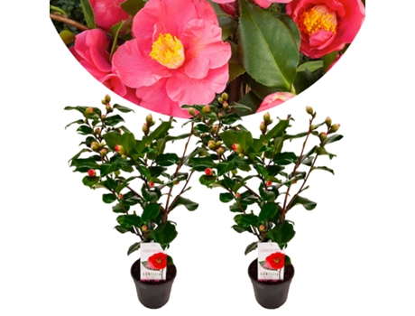 Plantas con flores - PLANT IN A BOX - Camellia japonica Dr. King - Set de 2 - Maceta 15cm - Altura 50-60cm