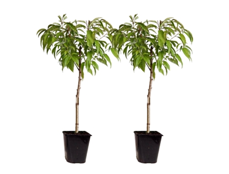 Árboles frutales - PLANT IN A BOX - Prunus Persica 'Saturne' - Set de 2 - Maceta 15cm - Altura 60-70cm