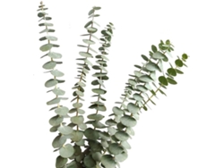 Tallos de eucalipto secos preservados para la decoración del hogar. Decoración versátil. El ramo de eucalipto seco mejora la relajación con aromaterapia.