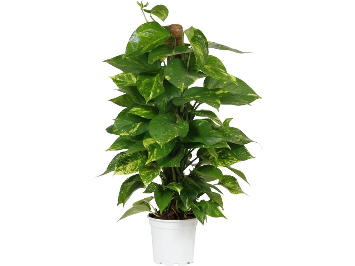 Planta Natural BIOMAPLANTS Scindapsus Aureum (80-90 cm)