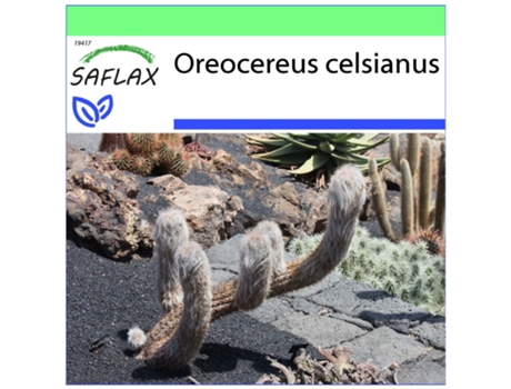 SAFLAX Garden to go Viejo hombre de los Andes 40 semillas Con maceta, tapa climática y sustrato de cultivo Oreocereus celsianus