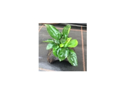 Anubias Mix Coco Half