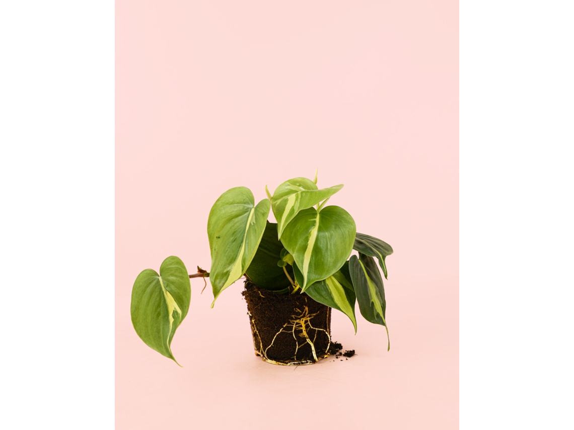 Filodendro Brasil | Planta tropical natural de interior y purificadora | Pur Plant