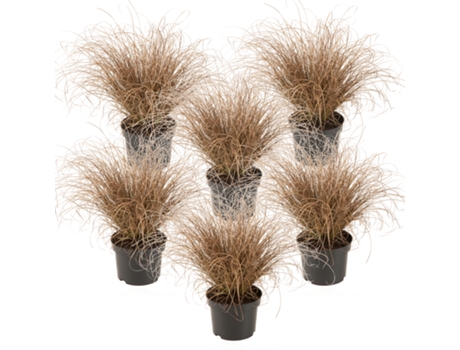 Hierbas ornamentales - PLANT IN A BOX - Carex Bronco - Set de 6 - Maceta 10.50cm - Altura 15-25cm