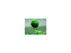 Vesicularia Dubyana Floating Ball