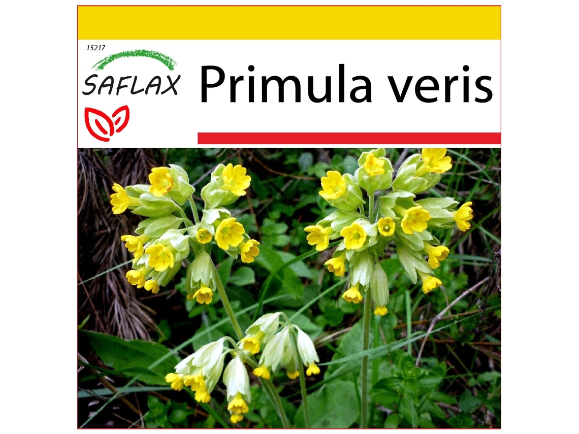 SAFLAX Conjunto de cultivo Primavera 100 semillas Con mini invernadero, sustrato de cultivo y 2 macetas Primula veris