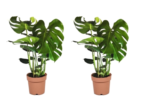 Plantas verdes - PLANT IN A BOX - Monstera Deliciosa - Set de 2 - Maceta 21cm - Altura 70-80cm