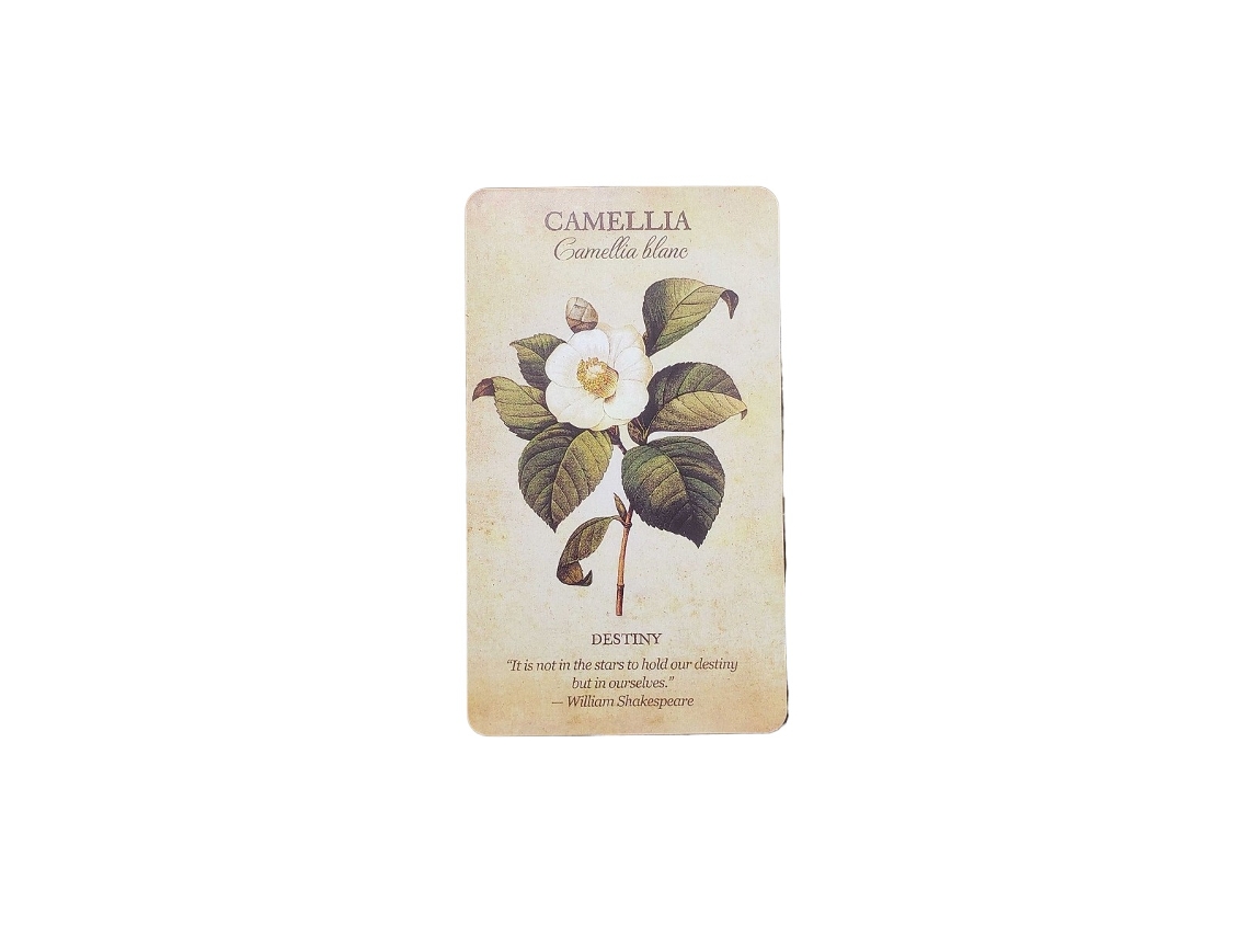 Plant-inspired Oracle Cards Es Un Juego De Mesa Con 44 Cartas, Que Incluye Un Manual Electrónico, Y Puede Utilizarse Como Sustituto De Las Cartas De Juego.