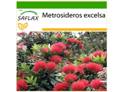 SAFLAX Árbol de hierro 300 semillas Con sustrato de cultivo libre de gérmenes Metrosideros excelsa