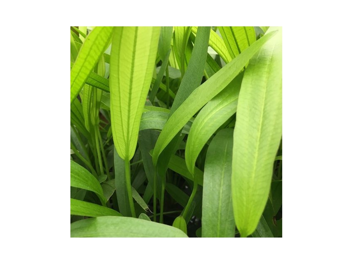 Echinodorus Horemanii Green
