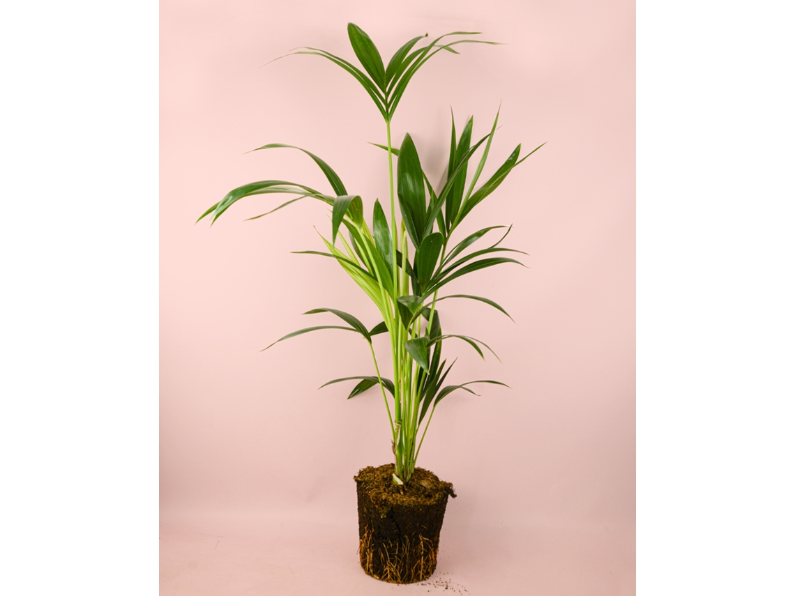 Kentia 17 cm | Howea Forsteriana | Palmera elegante | Planta Pur