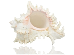 Grandes conchas marinas naturales 18-20cm. Decoración bodas, fiestas playa, hogar y DIY.
