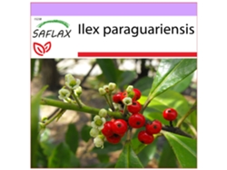 SAFLAX Arbusto del té mate 10 semillas Ilex paraguariensis