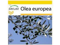 SAFLAX Conjunto de cultivo Olivo 20 semillas Con mini invernadero, sustrato de cultivo y 2 macetas Olea europea