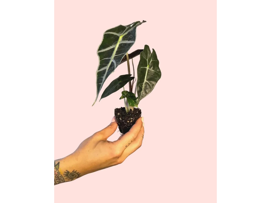 Alocasia Amazónica | Planta tropical de interior exótica y resistente | Pur Plant
