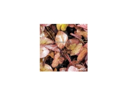 Nymphea Tigerlotus Red Bulb With Leaves