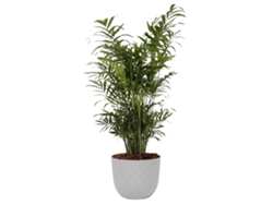 Planta Natural BIOMA PLANTS Chamaedorea Elegans c/Florero (Biodegradable, Granito - Blanco - 60-70 cm)