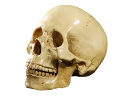Cráneo Humano Anatómico De Resina 1:1 Lifespan Amarillo Decoración Enseñanza 19cm