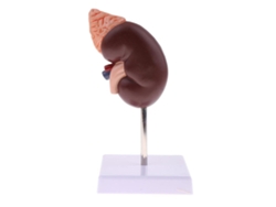 Modelo Anatomico De Rinon Humano Para Ensenanza Y Oficina Medica