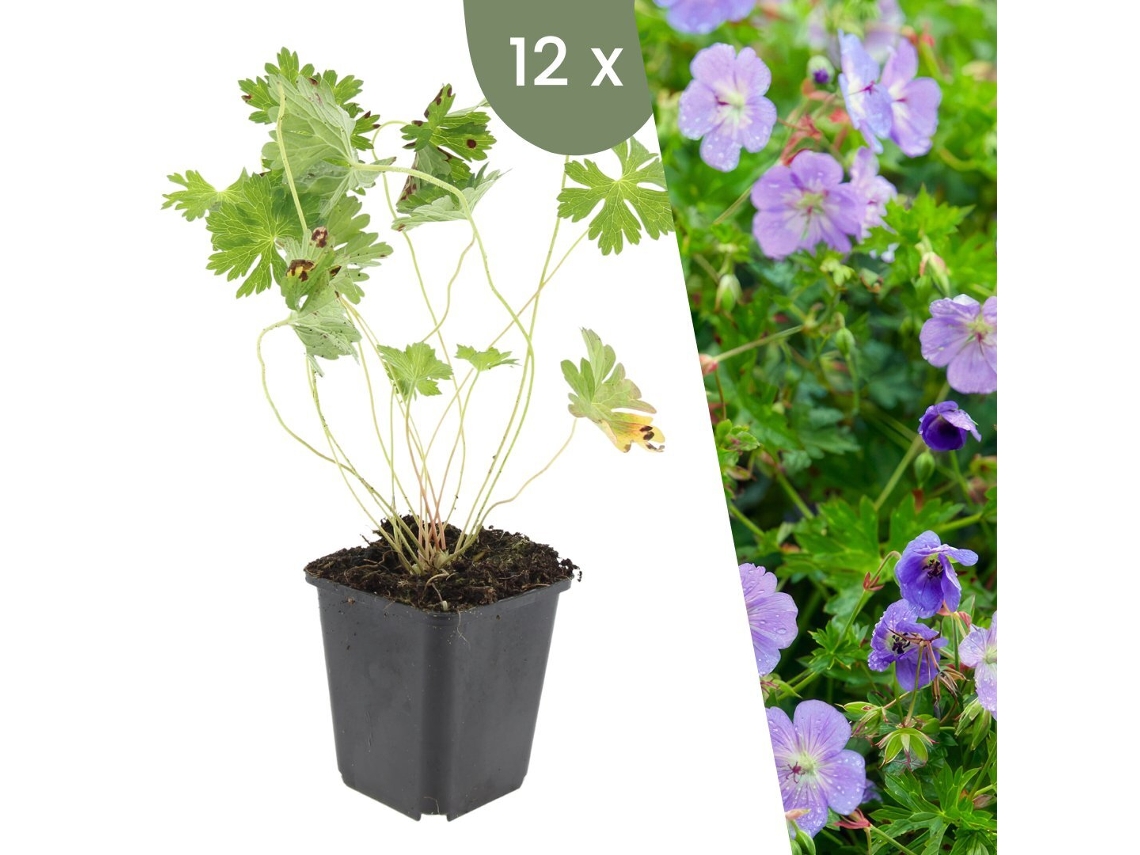 | 12 Plantas De Cranesbill | Geranium Rozanne | Cobertura Del Suelo Resistente | Perennes Resistentes | Plantas De Jardín Resistentes Plants By Frank