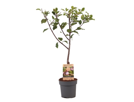Árboles frutales - PLANT IN A BOX - Prunus domestica 'Opal' - Set de 1 - Maceta 21cm - Altura 90-100cm