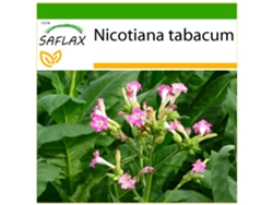 SAFLAX Tabaco de Virginia 250 semillas Con sustrato de cultivo libre de gérmenes Nicotiana tabacum