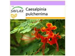 Pequeño flamboyan - 10 semillas - Caesalpinia pulcherrima SAFLAX