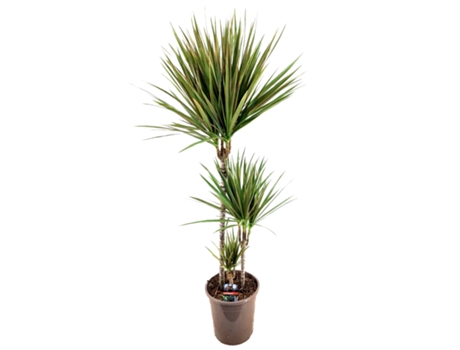 Plantas verdes - PLANT IN A BOX - Dracaena marginata Bicolor - Set de 1 - Maceta 24cm - Altura 110-130cm
