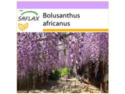 SAFLAX Glicinia africana 15 semillas Bolusanthus africanus