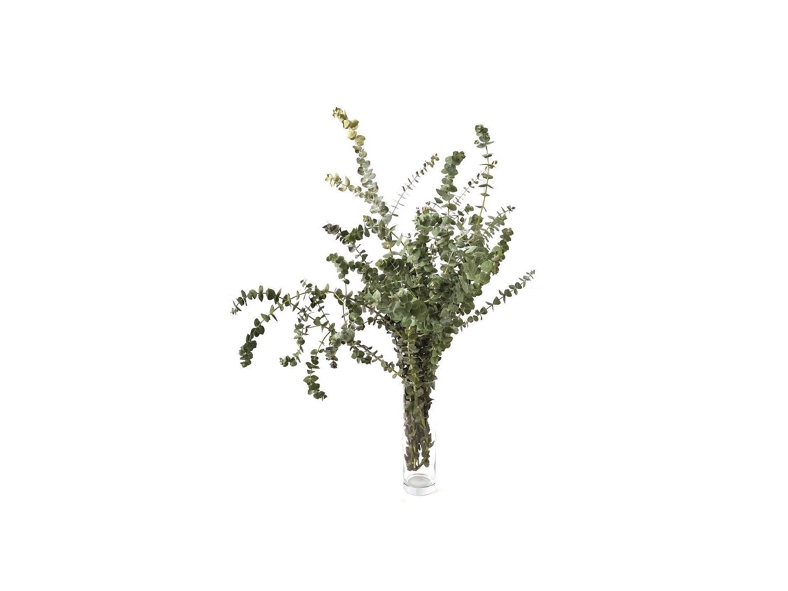 Eucaliptus Baby Blue | Flor Natural | Ramo de 5 tallos | Verde | 30cm de alto