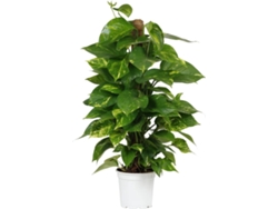 Planta Natural BIOMAPLANTS Scindapsus Aureum (80-90 cm)