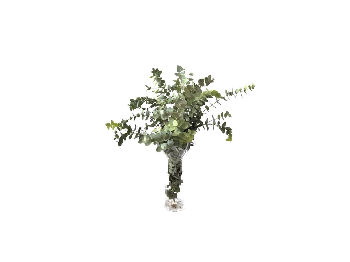 Eucaliptus Cinerea | Flor Natural | Ramo de 5 tallos | Verde | 70cm de alto