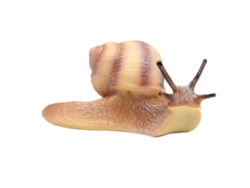 Caracol Artificial Realista Juguete Educativo De Paisaje Micro Para Niños Bebés
