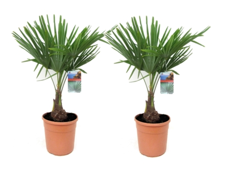 Palmeras - PLANT IN A BOX - Trachycarpus Fortunei - Set de 2 - Maceta 21cm - Altura 65-75cm