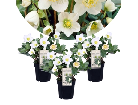 Plantas con flores - PLANT IN A BOX - Helleborus niger Mont Blanc - Set de 3 - Maceta 12cm - Altura 20-30cm