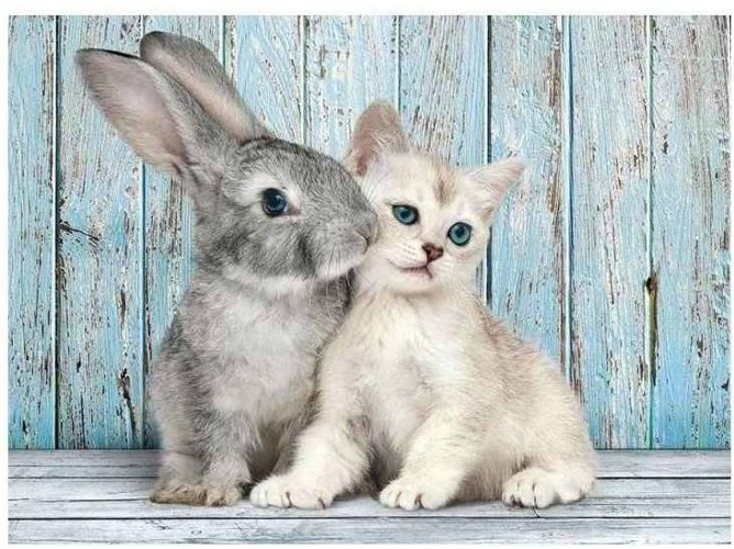 Puzzles CLEMENTONI 500 Gato Y Conejo