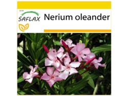 SAFLAX Conjunto de cultivo Oleandro 50 semillas Con mini invernadero, sustrato de cultivo y 2 macetas Nerium oleander
