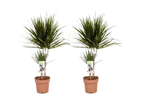 Plantas verdes - PLANT IN A BOX - Dracaena Marginata - Set de 2 - Maceta 17cm - Altura 70-80cm