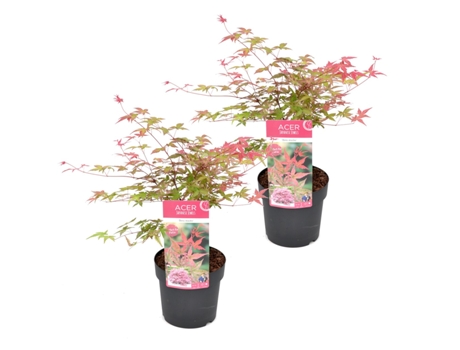 Arces japoneses - PLANT IN A BOX - Acer palmatum ´Beni Maiko´ - Set de 2 - Maceta 19cm - Altura 60-70cm